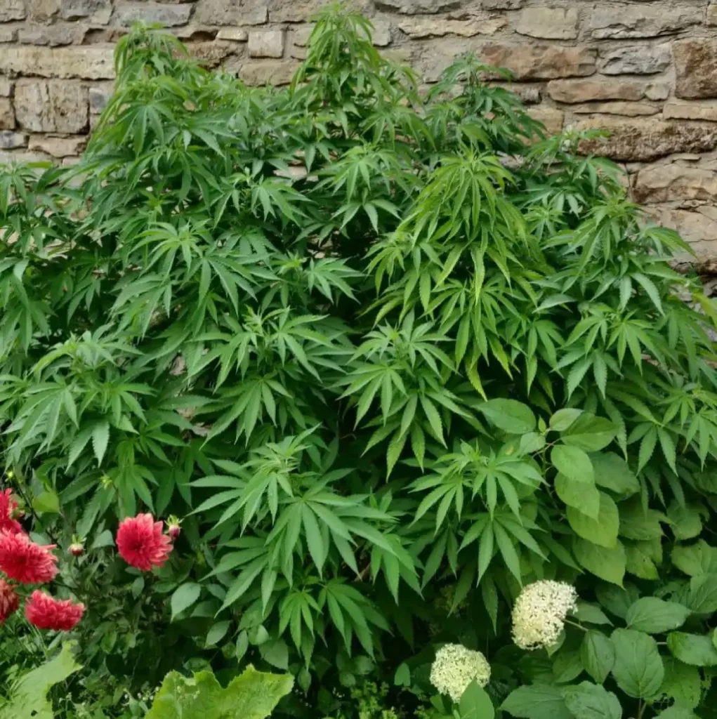 Bushy Bruce Banner Autoflower strain growing outdoors against a stone wall, showcasing its dense foliage and vibrant green leaves.
