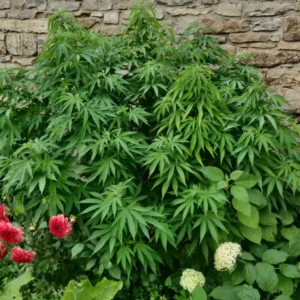 Bushy Bruce Banner Autoflower strain growing outdoors against a stone wall, showcasing its dense foliage and vibrant green leaves.