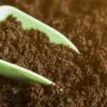 Cannabis Plant Nutrition Tips