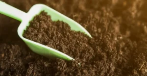 Cannabis Plant Nutrition Tips