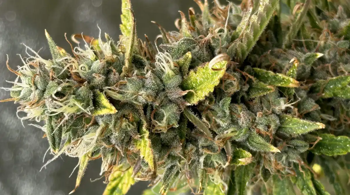 Close-up of a cannabis bud with visible trichomes, orange pistils, and green leaves.
