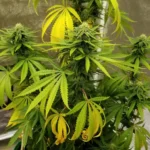 How to Grow Durban Poison Autoflower Strain