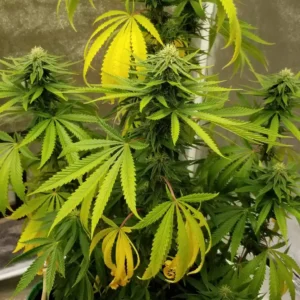 How to Grow Durban Poison Autoflower Strain