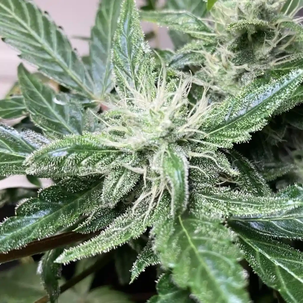 How to grow Blue Dream Auto