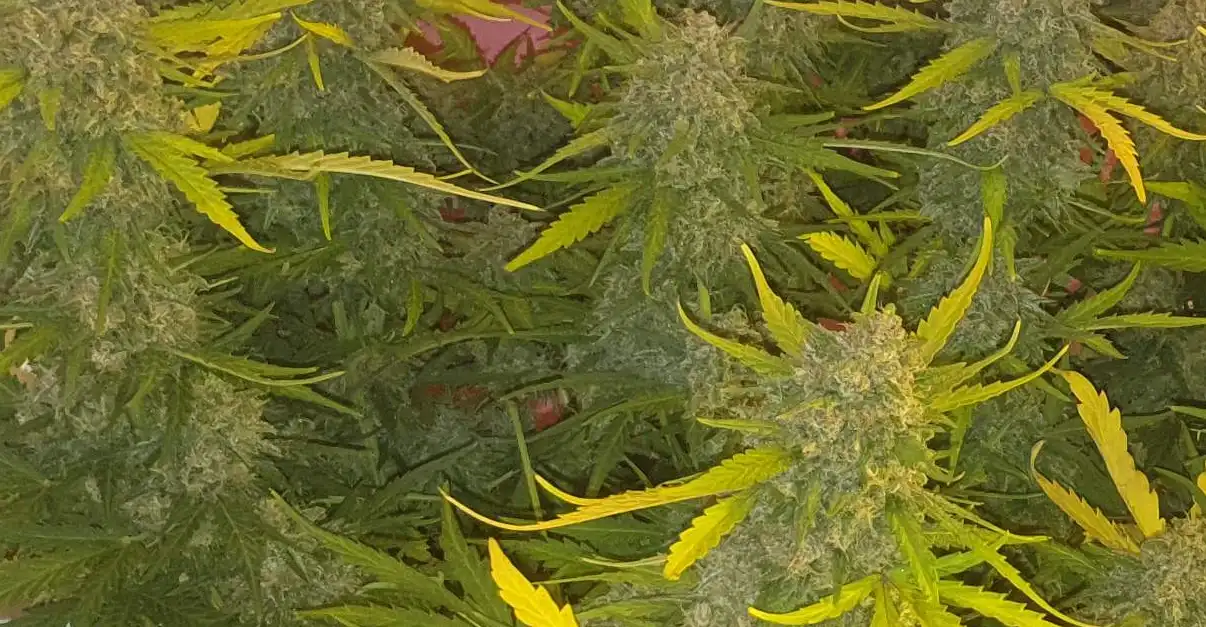 How to grow Blue Dream Auto Tips