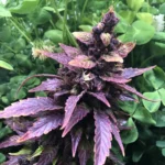 Blackish Weed