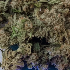 How to grow Mamba Negra CBD Tips