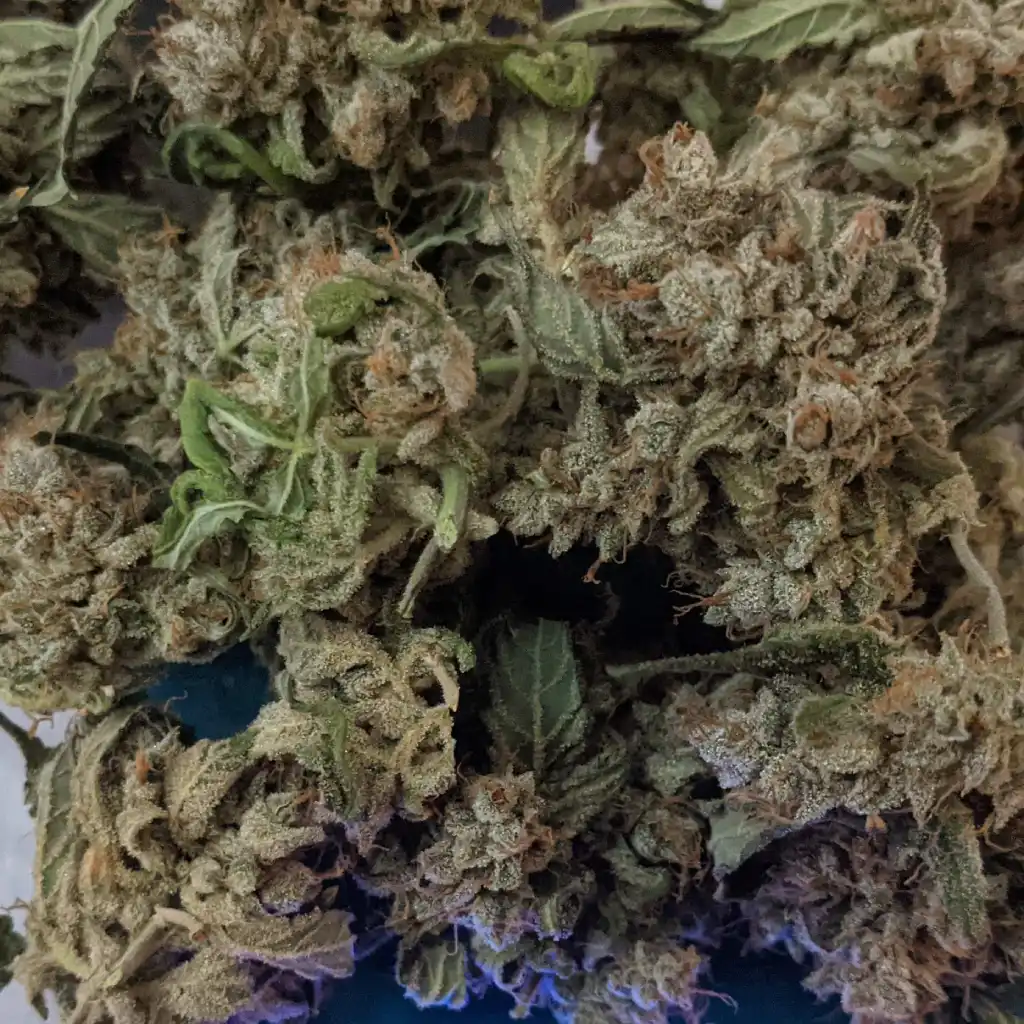 How to grow Mamba Negra CBD Tips