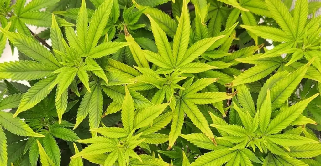 How to Grow Purple Star Killer Strain