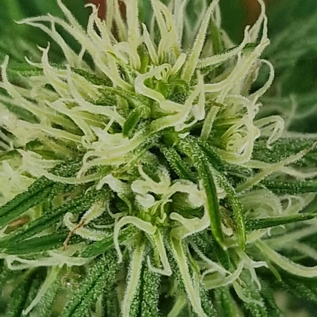 Close-up of an autoflower plant bud, showing early flower development with white pistils and resin-covered leaves.