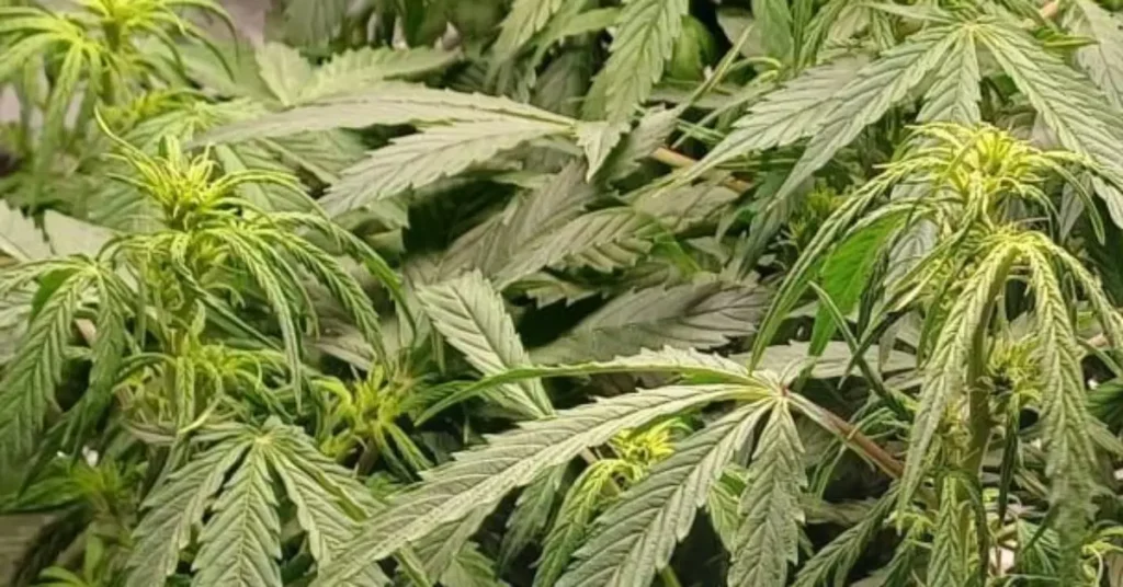 Autoflower plants growing indoors, displaying healthy green leaves and early budding stages, illustrating how to grow autoflower plants.