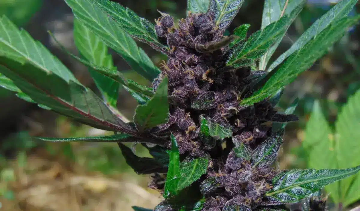 Outdoor cannabis bud with deep black and purple hues surrounded by green foliage.
