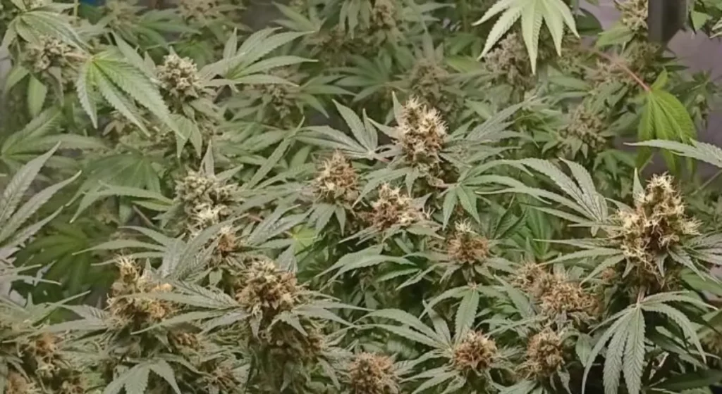 How to Grow Blackberry Moonstone