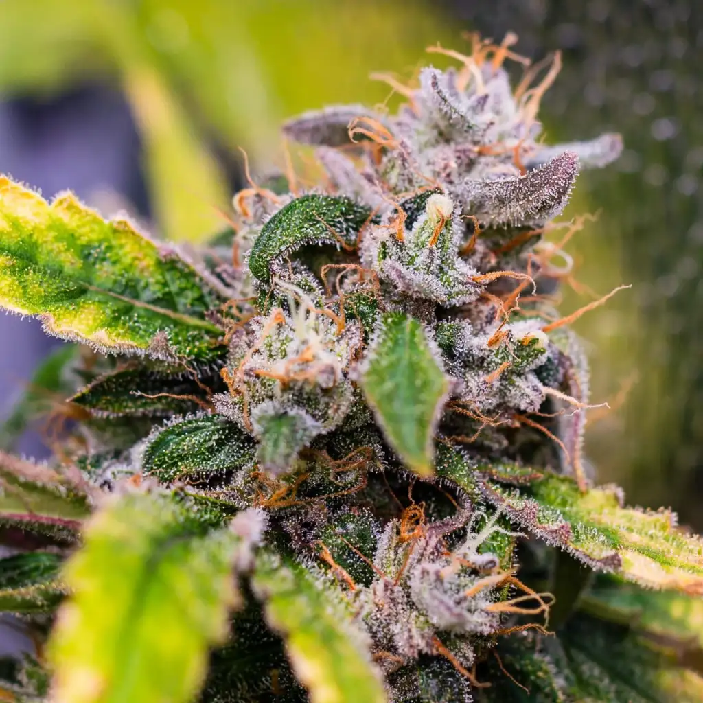 Close-up of Gelato x Purple Punch Autoflower F1 bud, covered in frosty trichomes with purple and green hues, highlighting its rich resin production.