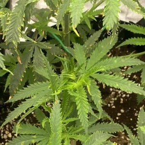 ACDC CBD 1/18 cannabis plant in early flowering stage, displaying vibrant green leaves and healthy growth in an indoor environment.