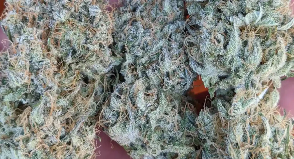 Multiple white weed strain buds with a thick layer of trichomes and orange pistils, showcasing their frosty and resinous texture.