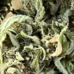 Close-up of white weed strain buds covered in dense trichomes, giving them a frosty, crystal-like appearance.