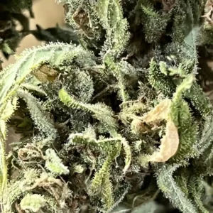 Close-up of white weed strain buds covered in dense trichomes, giving them a frosty, crystal-like appearance.