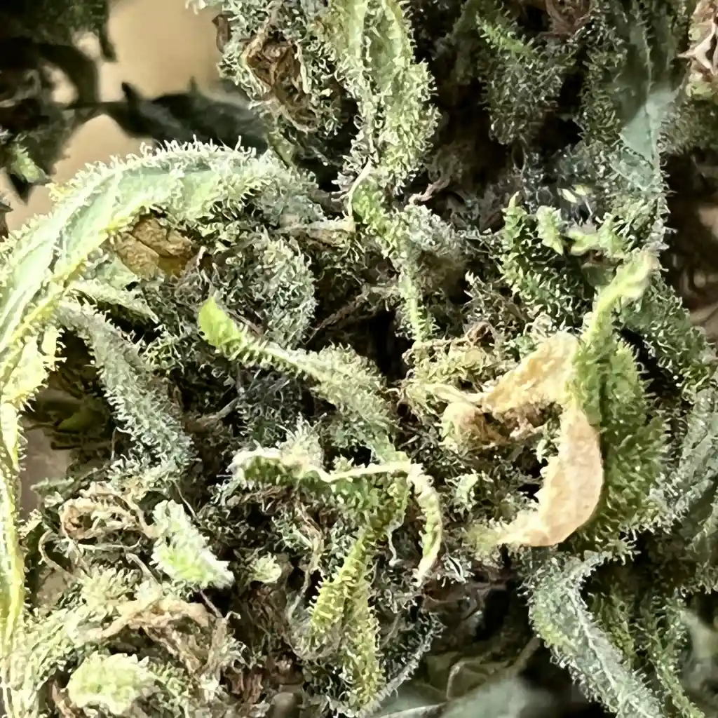 Close-up of white weed strain buds covered in dense trichomes, giving them a frosty, crystal-like appearance.