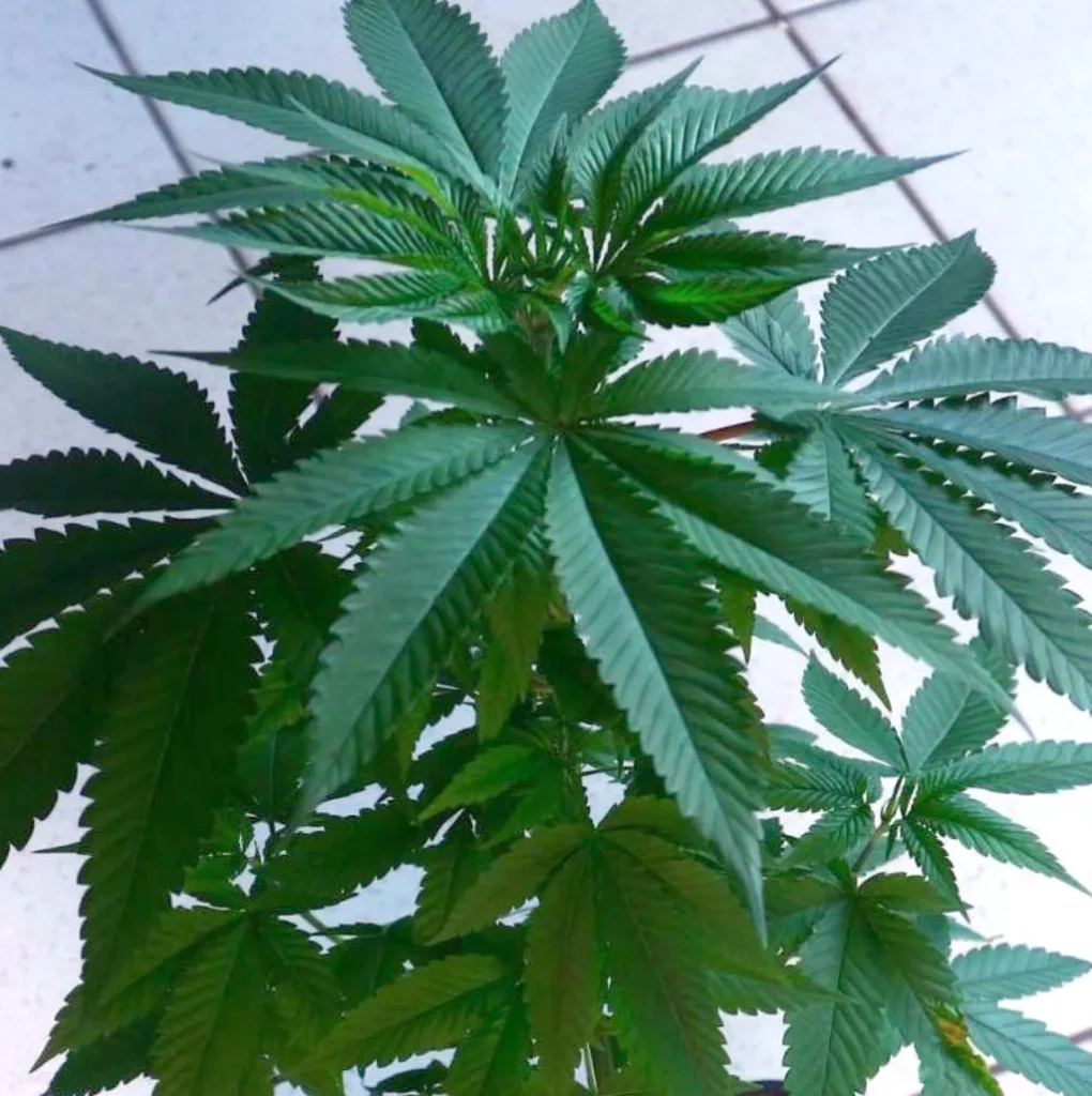 Top view of an OG weed strain plant with broad, dark green leaves, growing indoors on a tiled surface.