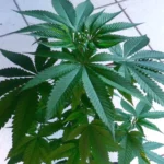 Top view of an OG weed strain plant with broad, dark green leaves, growing indoors on a tiled surface.