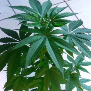 Top view of an OG weed strain plant with broad, dark green leaves, growing indoors on a tiled surface.