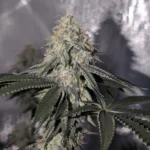 Close-up of the best weed strain for arousal, showcasing dense buds covered in frosty trichomes and vibrant green leaves.