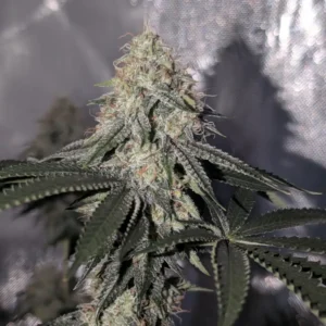 Close-up of the best weed strain for arousal, showcasing dense buds covered in frosty trichomes and vibrant green leaves.