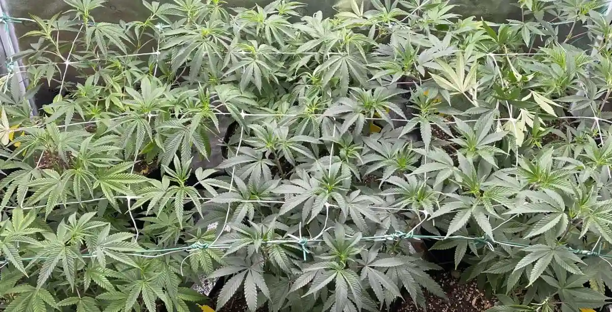 Indoor cannabis plants trained with trellis netting, representing the best weed strain for arousal, with lush foliage and healthy growth.
