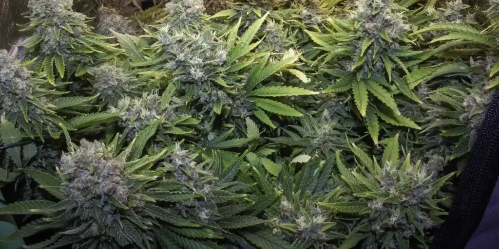 Close-up of a dark purple cannabis bud with visible trichomes and orange pistils.