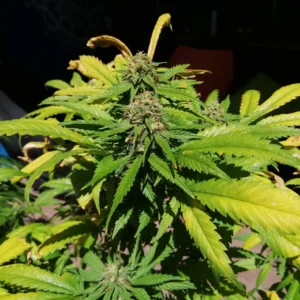 How to Grow Big Bud Weed Strain Tips