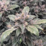 Most Popular Weed Strains: Close-up of a frosty cannabis bud with dark green leaves, displaying dense trichome coverage and vibrant pistils.