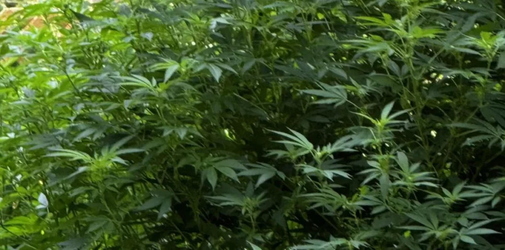 Most Popular Weed Strains: Dense cluster of cannabis plants with bright green leaves growing tall and healthy in an outdoor garden.