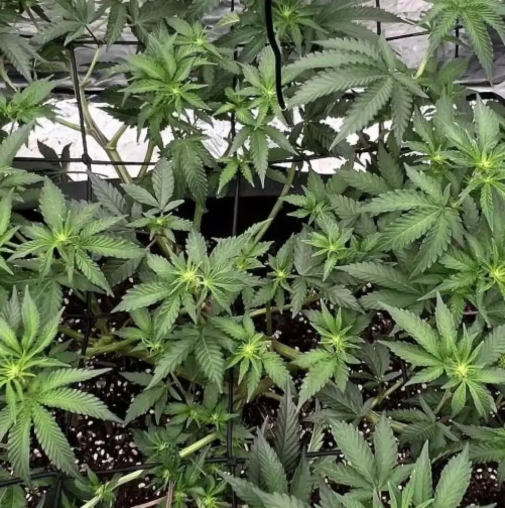 Pink Rozay x Gelato Autoflower plants with lush green leaves growing indoors, showcasing their healthy, compact structure.