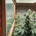 close-up of premium cannabis buds growing indoors under modern lighting