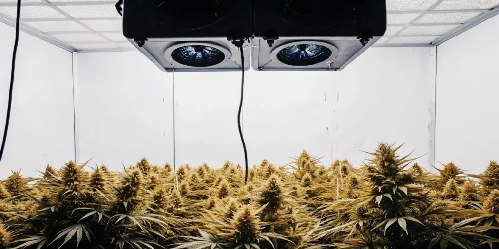 Indoor cannabis grow room with industrial lighting and mature cannabis plants.