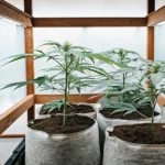 Young cannabis plants growing in fabric pots inside a bright indoor grow room.