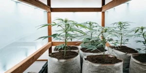 Young cannabis plants growing in fabric pots inside a bright indoor grow room.
