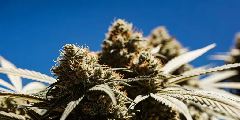 large outdoor cannabis plants thriving in an open field with mountain views in the background