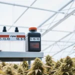 NPK fertilizer containers placed on a table inside a cannabis greenhouse