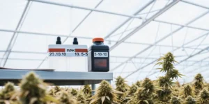 NPK fertilizer containers placed on a table inside a cannabis greenhouse