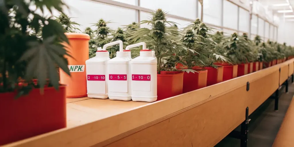 NPK fertilizers next to cannabis plants growing in red pots in a greenhouse
