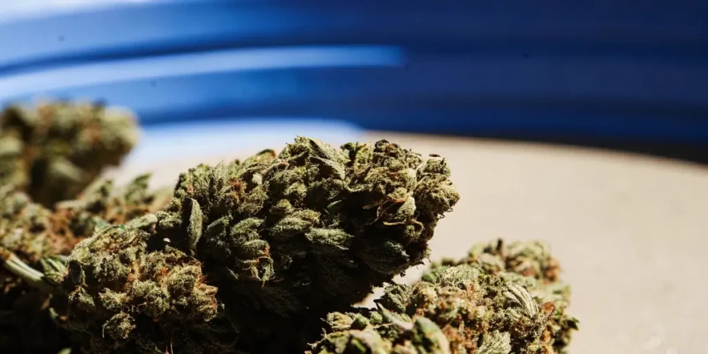 outdoor cannabis plants in large containers inside a greenhouse under a clear sky