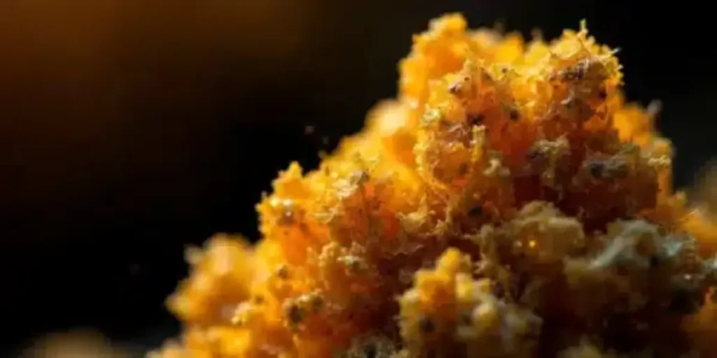 premium sun rocks with THC oil and kief next to cannabis buds