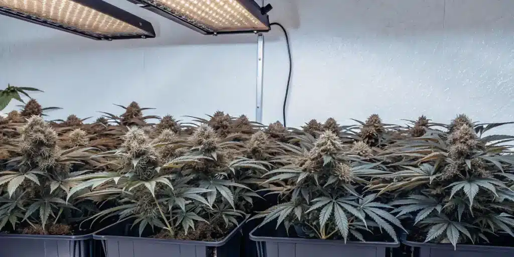 Indoor cannabis plants with purple hues growing in black pots under LED lights
