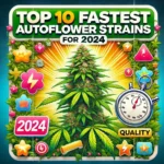 top 10 fastest autoflower strains 2024