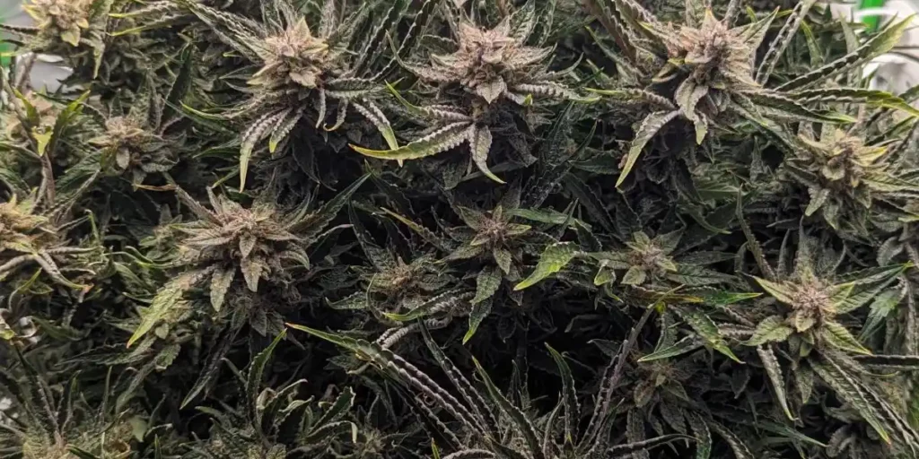 Dense canopy of Blue Dream autoflower cannabis buds with purple hues and white pistils.