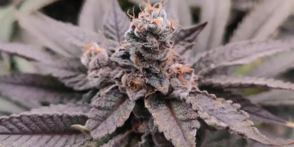 Close-up of a dense "Cafe Racer" autoflower cannabis bud with purple leaves and orange pistils, covered in trichomes.