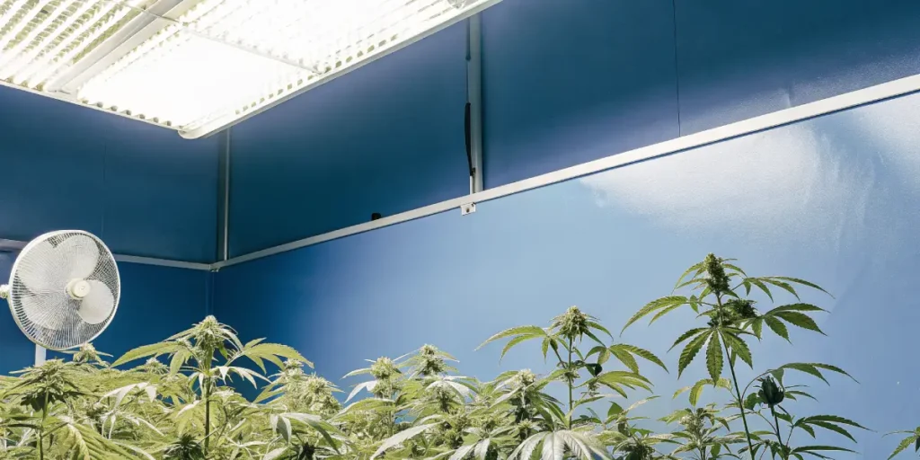 Hyper-realistic cannabis cultivation scene: lush plants with dense buds, a large fan, and bright overhead lights against a blue wall in an indoor grow room.