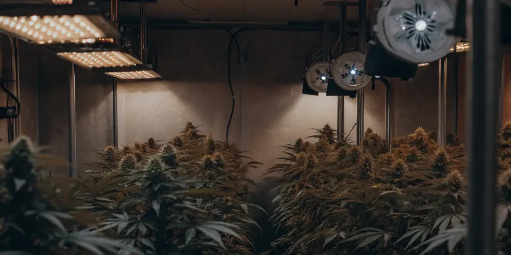 Hyper-realistic indoor cannabis grow room with two sections of mature plants under different grow lights and fans.